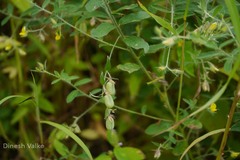 Crotalaria calycina